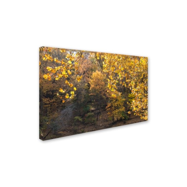 Kurt Shaffer 'Golden Autumn 2' Canvas Art,12x19